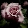 Susan S Wright - @susanswright - TikTok