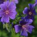 Susan Hutt - Facebook