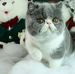 Susan Ingle - Facebook