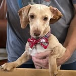 Susan Irvin - @taters_bow_ties_and_more - Instagram