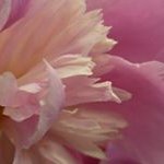 Susan Phillips Iseman - @susanphillipsiseman - Instagram