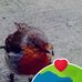 Susan Joachim Williams - Facebook
