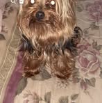 Susan Kitchen - Facebook