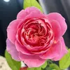 Susan Klaus - @susan.klaus45 - TikTok