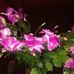 Susan Klink - Facebook