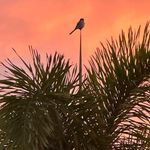 Susan Krasner-Goldstein - @liviesmum - Instagram