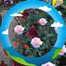Susan Kumar - Facebook