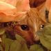 Susan Kurtzman - Facebook