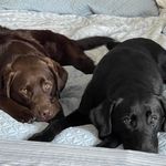 Susan Labrecque - @susanlabrecque - Instagram