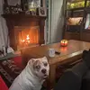 Susan Lanser - @susan.lanser - TikTok