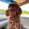 susan.lape - @susan.lape - TikTok