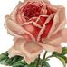 Susan Last - Facebook
