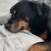 Rotties - @susanllatimer - TikTok