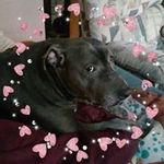 Susan J Wheeler Laverty - @cynderblue - Instagram