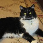 Susan Lemons - @hsmentormom - Instagram