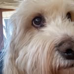 Susan Lenz - @sjplenz - Instagram