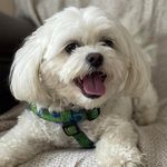 Susan Levesque - @pearly_girl_the_teddy_bear - Instagram
