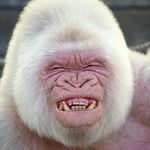 Susan Marie Levesque - @susantheape1964 - Instagram