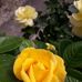 Susan Levey - Facebook