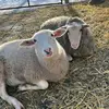 Susan Levitt - @susan.levitt7 - TikTok
