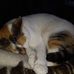Susan Linderman - Facebook