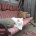 Susan Lorimer - Facebook