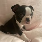 Susan lozinski - @norberttheboston - Instagram