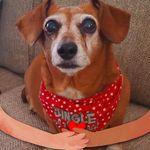 Susan Luster Castro - @weenie_dog_mama - Instagram