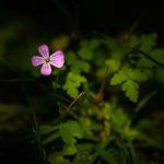 Susan Lydon - @ebbosue7 - Instagram