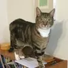 Susan Mabel Smith - @susan.mabel.smith - TikTok