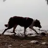 Susan MacFarlane - @susanmacfarlane0 - TikTok