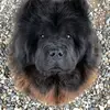 Susan Macfarlane - @susan.macfarlane2 - TikTok