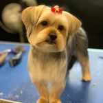 Mabel Susan MacNeil - @mabel_theshorkie - Instagram