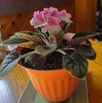 Sue MacPhail - Facebook