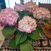 Susan Mak - Facebook