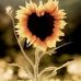 Susan Manion - Facebook