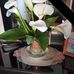 Susan Mantz - Facebook