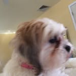Susan Mantz - @sspissomantz - Instagram
