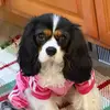 Dr. Susan & Maple Mae - @dr_susan_o77 - TikTok