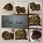Maple_susan_peppa_marshy - @maple_susan_peppa_marshy - Instagram