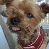 Susan Maplethorpe Hilton - @susan.maplethorpe4 - TikTok