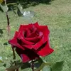 Susan Mar - @susanmar4 - TikTok