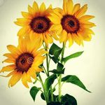 Susan.: - @susanmarple - Instagram