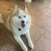 SueSue - @susanmatt - TikTok