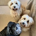 Susan Mayor - @tibetan_terrier_life - Instagram