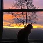 Susan McAfee Crosland - @aunt_sushi - Instagram