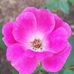 Sue McComb - Facebook