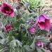 Susan McDade - Facebook