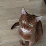 Susanna McDade - @44malincat - Instagram