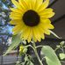 Susan Malone McElroy - Facebook